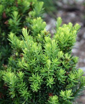 Тис середній Хіллі (Taxus media Hillii) 02.004.165 фото