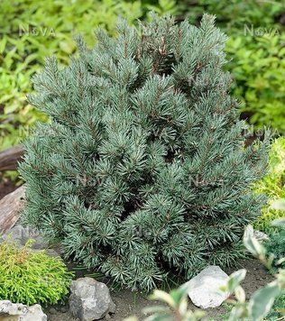 Сосна звичайна Шантрі Блю (Pinus sylvestris Chantry Blue) 02.003.347 фото