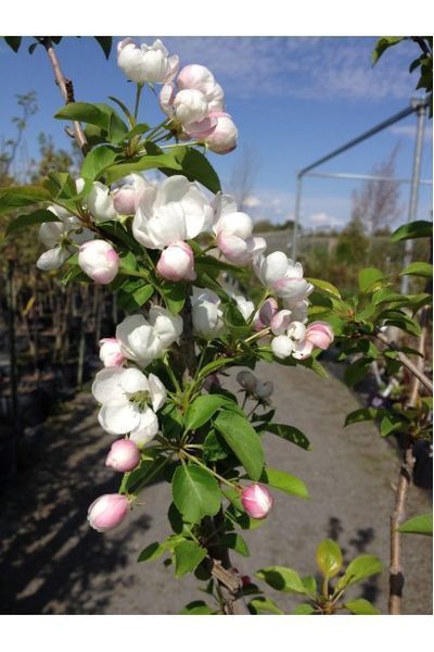 ЯБЛУНЯ (Malus domestica C) 01.020.011 фото