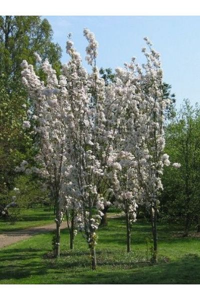 ЯБЛУНЯ (Malus domestica C) 01.020.011 фото