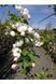 ЯБЛУНЯ (Malus domestica C) 01.020.011 фото 2