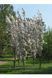 ЯБЛУНЯ (Malus domestica C) 01.020.011 фото 3
