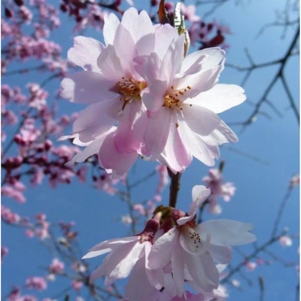 Вишня кошлата &lsquo;Autumnalis Rosea&rsquo; К/Ст (Prunus subhirtella Autumnalis Rosea) 01.013.055 фото