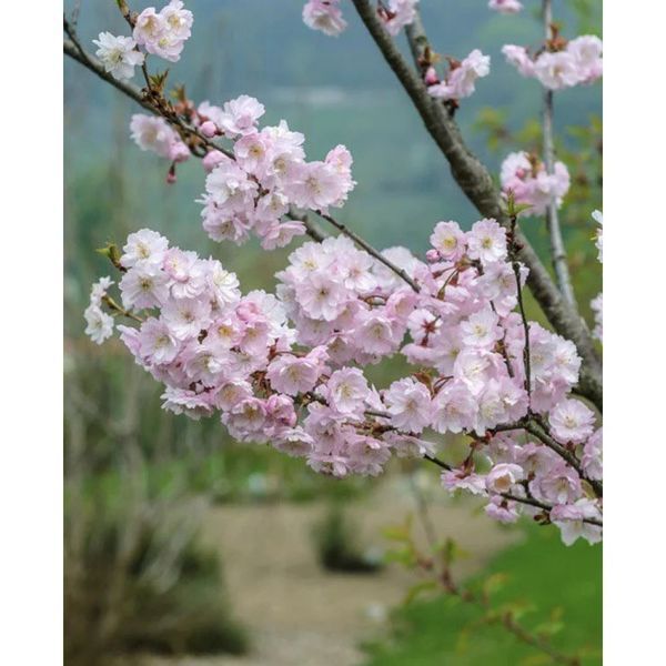 Вишня кошлата &lsquo;Autumnalis Rosea&rsquo; К/Ст (Prunus subhirtella Autumnalis Rosea) 01.013.055 фото