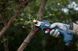 Секатор Bosch Pro Pruner аккумуляторный (06019K1021) 0.601.9K1.021 фото 2