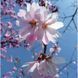 Вишня кошлата &lsquo;Autumnalis Rosea&rsquo; К/Ст (Prunus subhirtella Autumnalis Rosea) 01.013.055 фото 2