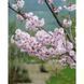 Вишня кошлата &lsquo;Autumnalis Rosea&rsquo; К/Ст (Prunus subhirtella Autumnalis Rosea) 01.013.055 фото 3