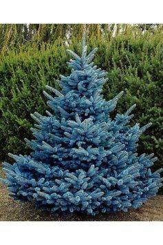 Ялина колюча блакитна Супер Блю Сідлінг (Picea pungens Super Blue Seedling) 02.002.044 фото