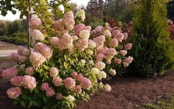 Гортензія волотиста Меджикал Світ Саммер К/Ст (Hydrangea paniculata Sweet Summer) 01.034.073 фото