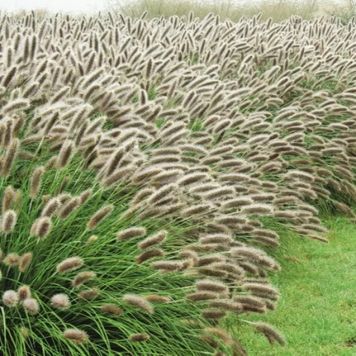 Пеніситетум лисохвостий 'ЛЕЙДІ Ю' (Pennisetum alopecuroides Lady U) 03.013.002 фото