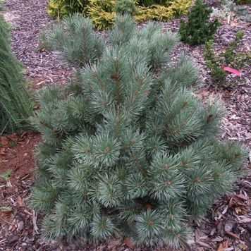 Сосна звичайна Шантрі Блю (Pinus sylvestris Chantry Blue) 02.003.118 фото
