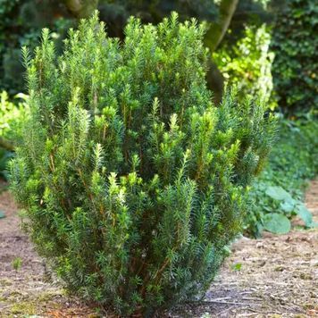 Тис середній Казіо (Taxus media Kazio) 02.004.170 фото