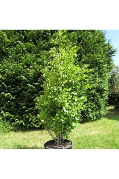 Ґінкго ДВОЛОПАТЕВЕ 'ФАСТІГІАТА БЛАГОН' (Ginkgo biloba Fastigiata Blagon) 01.010.018 фото