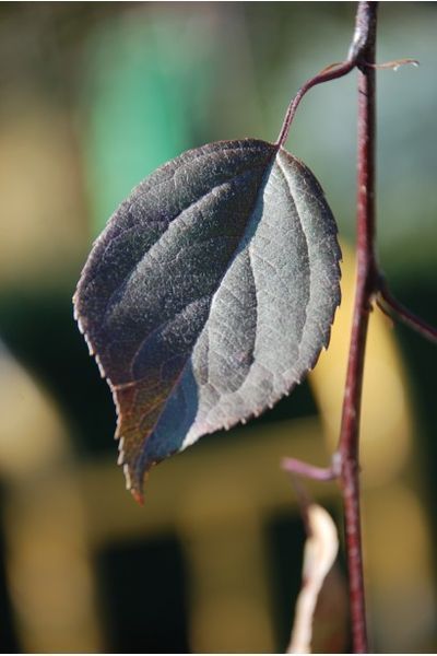 ЯБЛУНЯ ЯГІДНА 'РОЯЛ Б'ЮТІ' (Malus domestica Royal Beauty) 01.020.008 фото