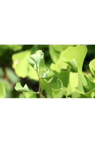 Ґінкго ДВОЛОПАТЕВЕ 'ФАСТІГІАТА БЛАГОН' (Ginkgo biloba Fastigiata Blagon) 01.010.018 фото