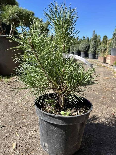 Сосна звичайна Шантрі Блю (Pinus sylvestris Chantry Blue) 02.003.118 фото