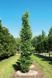 Ґінкго ДВОЛОПАТЕВЕ 'ФАСТІГІАТА БЛАГОН' (Ginkgo biloba Fastigiata Blagon) 01.010.018 фото 1