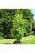 Ґінкго ДВОЛОПАТЕВЕ 'ФАСТІГІАТА БЛАГОН' (Ginkgo biloba Fastigiata Blagon) 01.010.018 фото 5