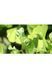 Ґінкго ДВОЛОПАТЕВЕ 'ФАСТІГІАТА БЛАГОН' (Ginkgo biloba Fastigiata Blagon) 01.010.018 фото 2