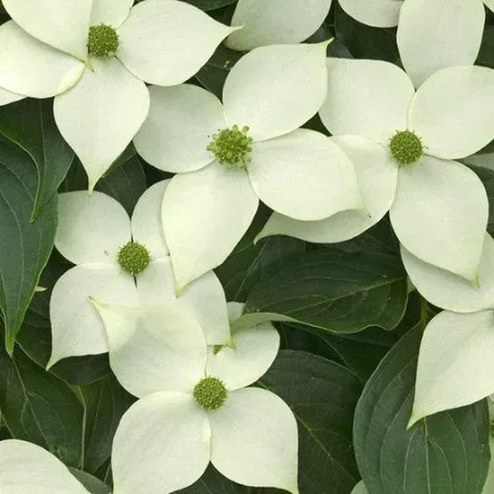 Дерен Коуза "China Girl' (Cornus kousa China Girl) 01.032.038 фото