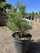 Сосна звичайна Шантрі Блю (Pinus sylvestris Chantry Blue) 02.003.118 фото 2