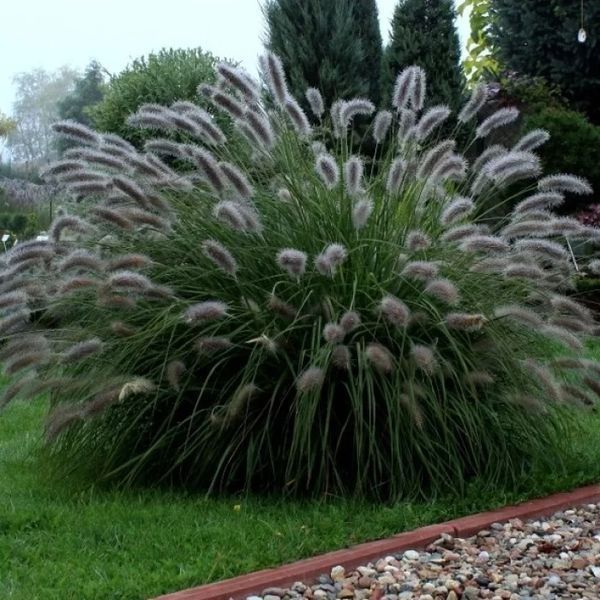 Пеніситетум лисохвостий 'ЛЕЙДІ Ю' (Pennisetum alopecuroides Lady U) 03.013.002 фото