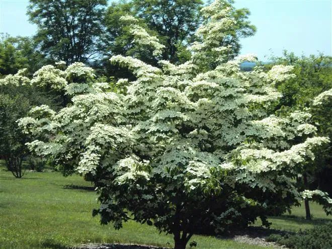 Дерен Коуза "China Girl' (Cornus kousa China Girl) 01.032.038 фото