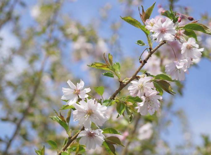 Вишня кошлата &lsquo;Autumnalis Rosea&rsquo; (Prunus subhirtella Autumnalis Rosea) 01.013.045 фото