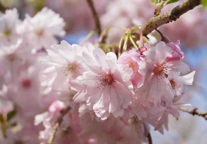 Вишня кошлата &lsquo;Autumnalis Rosea&rsquo; (Prunus subhirtella Autumnalis Rosea) 01.013.045 фото