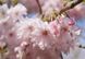 Вишня кошлата &lsquo;Autumnalis Rosea&rsquo; (Prunus subhirtella Autumnalis Rosea) 01.013.045 фото 4