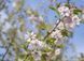 Вишня кошлата &lsquo;Autumnalis Rosea&rsquo; (Prunus subhirtella Autumnalis Rosea) 01.013.045 фото 3