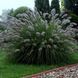 Пеніситетум лисохвостий 'ЛЕЙДІ Ю' (Pennisetum alopecuroides Lady U) 03.013.002 фото 2