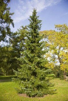 Ялина сербська колоновидна (Picea omorica) 02.002.087 фото