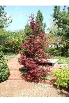 Японський клен (Acer palmatum) 01.001.030 фото