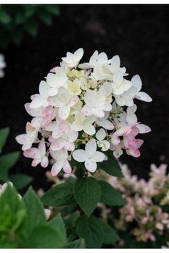Гортензія волотиста Тач Оф Пінк (Hydrangea paniculata Touch of Pink) 01.034.079 фото