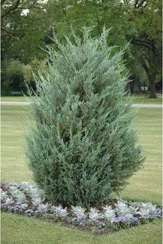 Ялівець скельний Мунглоу(Juniperus scopulorum Moonglow) 02.009.077 фото