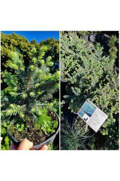 Ялина колюча Вальдбрун (Picea pungens Waldbrunn) 02.002.180 фото