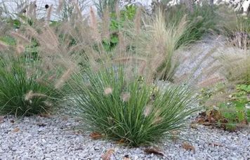 ПЕННІСЕТУМ ЛИСОХВОСТИЙ 'ЛІТТЛ БАННІ' (Pennisetum alopecuroides Little Bunny С) 03.013.008 фото