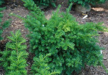 Тис медіа Рісінг Стар (Taxus media Rising Star) 02.004.124 фото