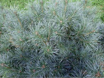 Сосна звичайна Шантрі Блю (Pinus sylvestris Chantry Blue) 02.003.404 фото