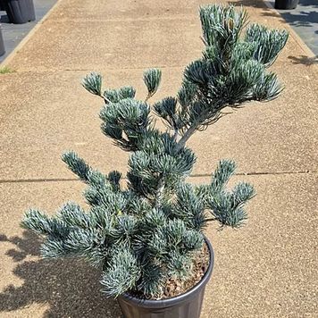 СОСНА ЧОРНА К/бонсай 2 (Pinus nigra 2) 02.003.430 фото