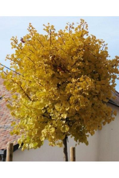 Ґінкго білоба Марікен (Ginkgo biloba Mariken) 01.010.003 фото