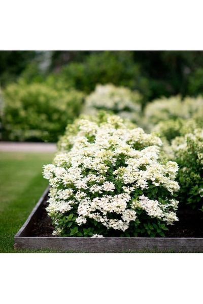 Гортензія волотиста Тач Оф Пінк (Hydrangea paniculata Touch of Pink) 01.034.079 фото