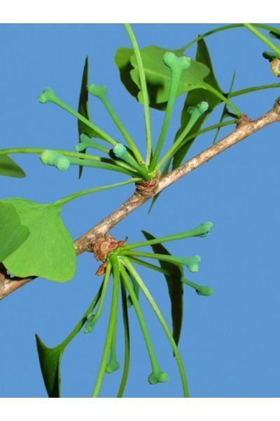 Ґінкго білоба Марікен (Ginkgo biloba Mariken) 01.010.003 фото