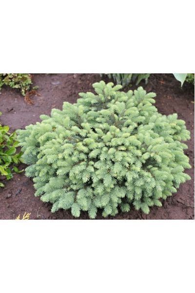 Ялина колюча Вальдбрун (Picea pungens Waldbrunn) 02.002.180 фото