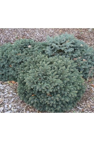 Ялина колюча Вальдбрун (Picea pungens Waldbrunn) 02.002.180 фото