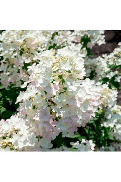 Гортензія волотиста Тач Оф Пінк (Hydrangea paniculata Touch of Pink) 01.034.079 фото