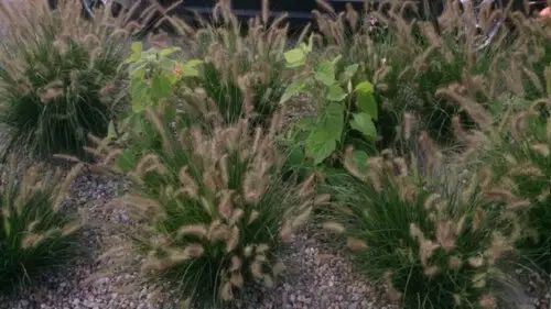 ПЕННІСЕТУМ ЛИСОХВОСТИЙ 'ЛІТТЛ БАННІ' (Pennisetum alopecuroides Little Bunny С) 03.013.008 фото