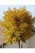 Ґінкго білоба Марікен (Ginkgo biloba Mariken) 01.010.003 фото 2