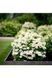 Гортензія волотиста Тач Оф Пінк (Hydrangea paniculata Touch of Pink) 01.034.079 фото 3